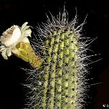 Stenocereus thurberi (BC) JL  (Only one plant is available per size - Une seule plante est disponible par taille)
